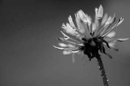 flower black and white