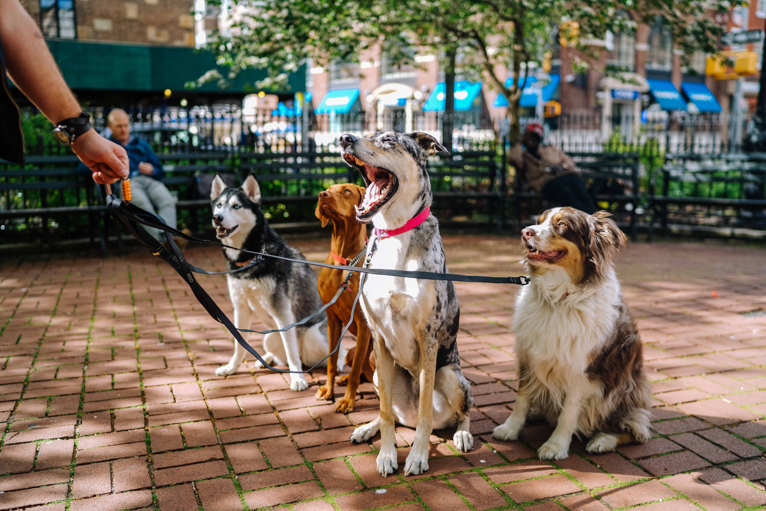 dogs in park